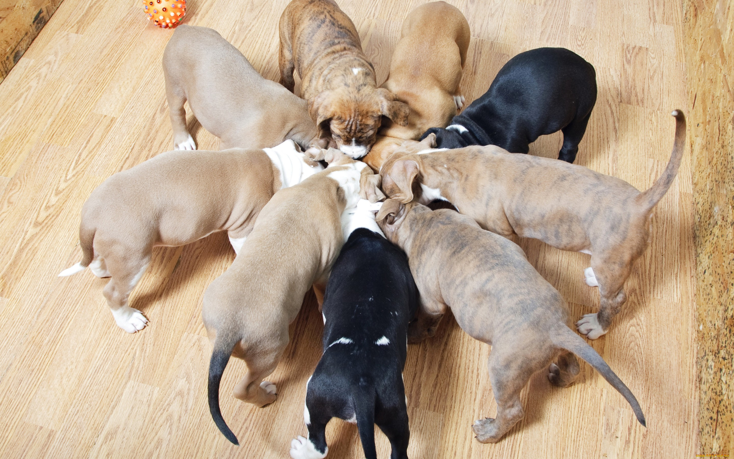 , , , , puppy, dogs, 